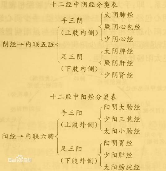 中脉（中医学与瑜伽理论中的脉络术语）_百度百科