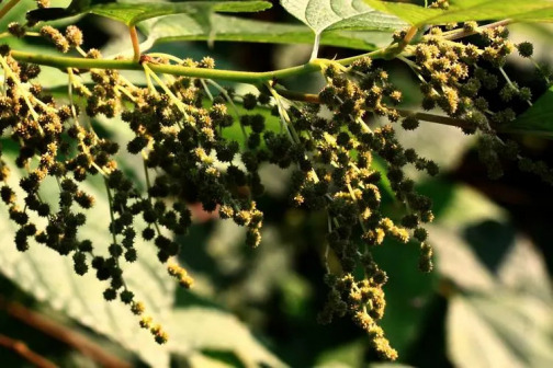 苎麻（荨麻科苎麻属植物）_百度百科