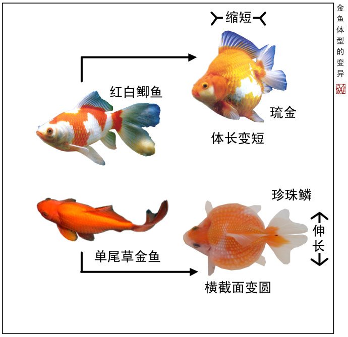 中国金鱼（鲤形目鲤科鲫属观赏鱼种）_百度百科