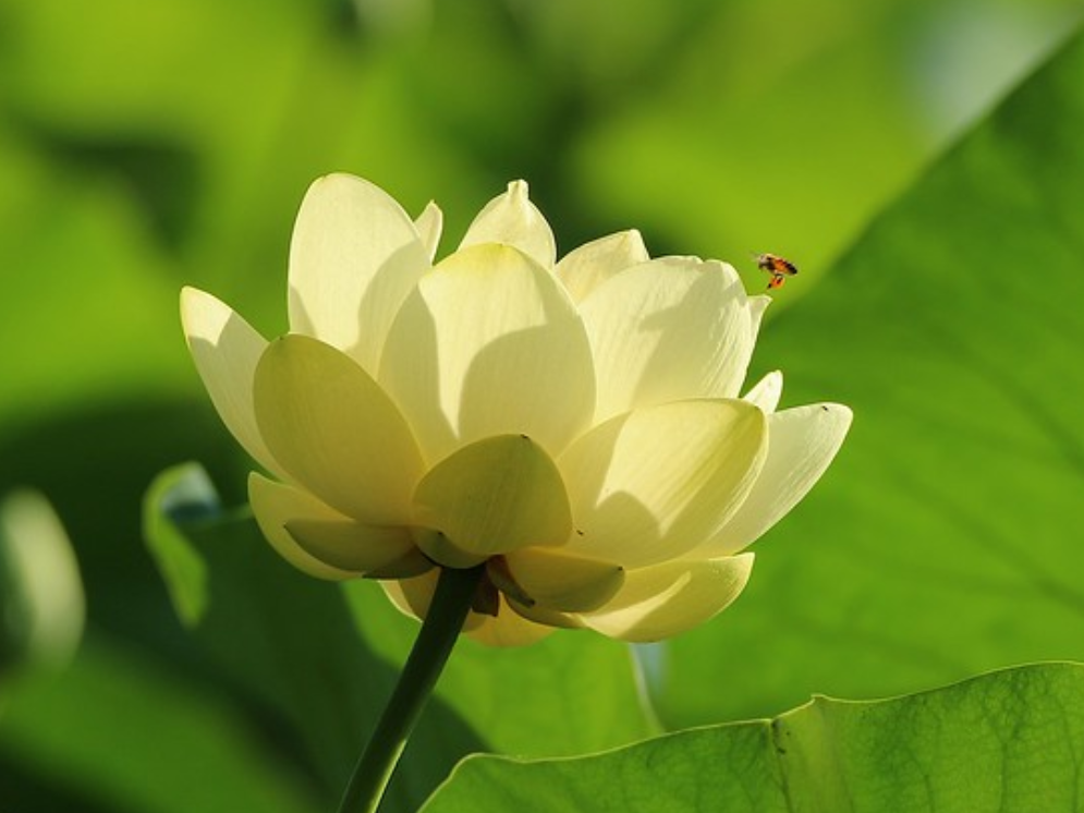  p>黄莲花(学名: i>nelumbo /i>&nbsp; i