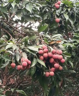 黑叶荔枝_百度百科