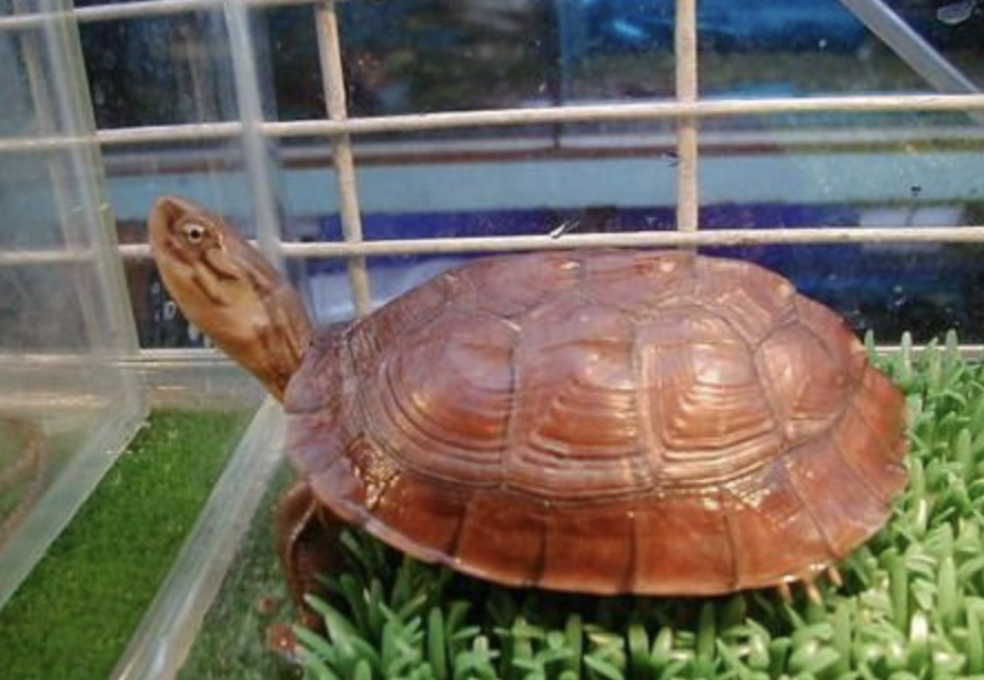  p>艾氏拟水龟(学名: i>mauremys iversoni /i>)是龟科,拟水龟属的