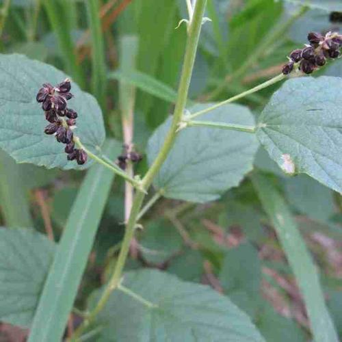 破故纸又名补骨脂,为豆科植物补骨脂的果实