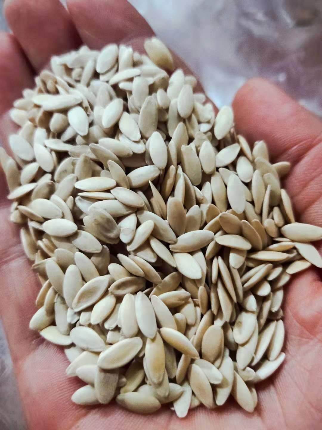 黄瓜籽粉