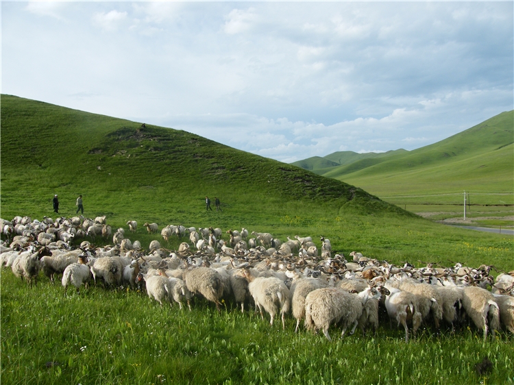  p>欧拉羊是藏系绵羊种,以甘肃省玛曲县与青海省河南县接壤地区的欧拉