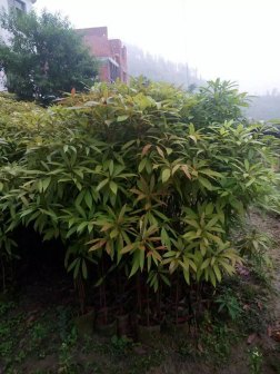 楠树_百度百科