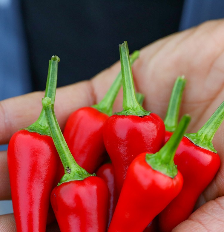 子弹头辣椒