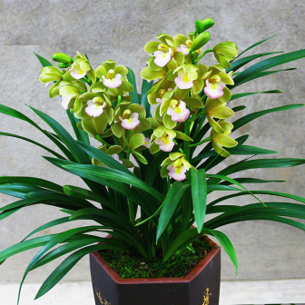 香兰（兰科香兰属植物）_百度百科