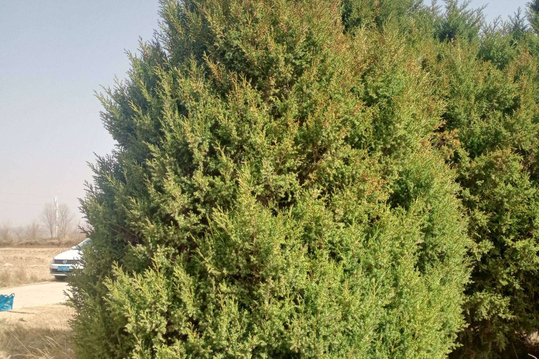 祁连圆柏互助个体