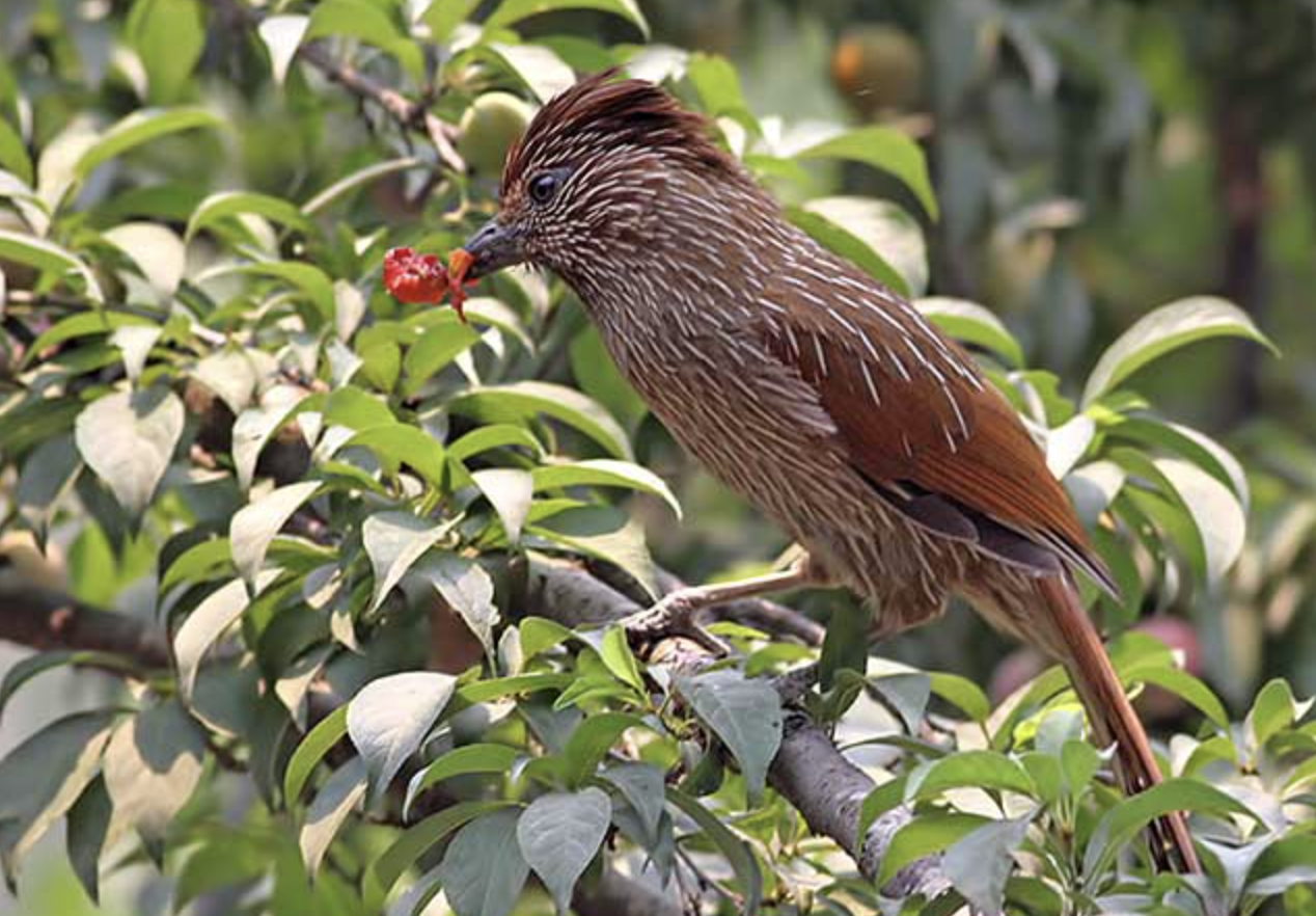 条纹噪鹛(学名: i>grammatoptila striata /i>)是画眉科,噪鹛属中型