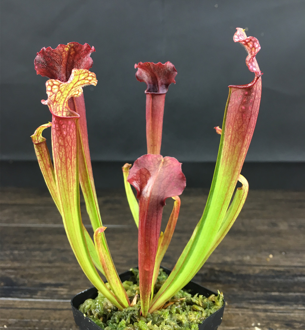  p>朱迪思瓶子草是 a target="_blank" href="/item/瓶子草科">瓶子草