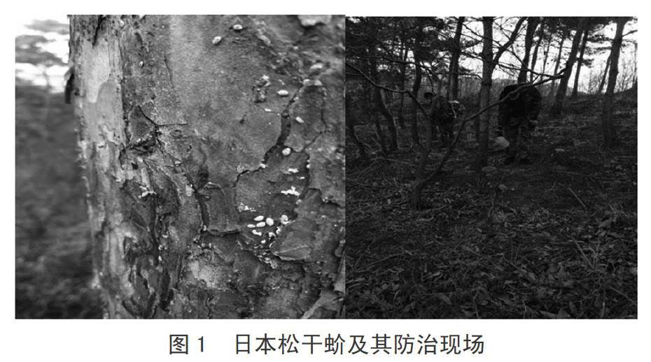 松干蚧