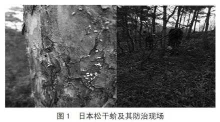 松干蚧_百度百科