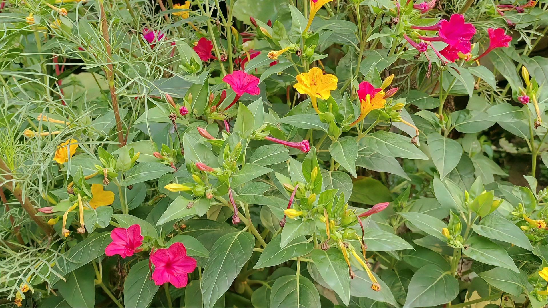紫茉莉 紫茉莉科紫茉莉属植物 百度百科