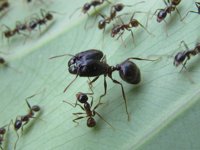  p data-id="go04f2urvb"> a target="_blank" href="/item/成虫