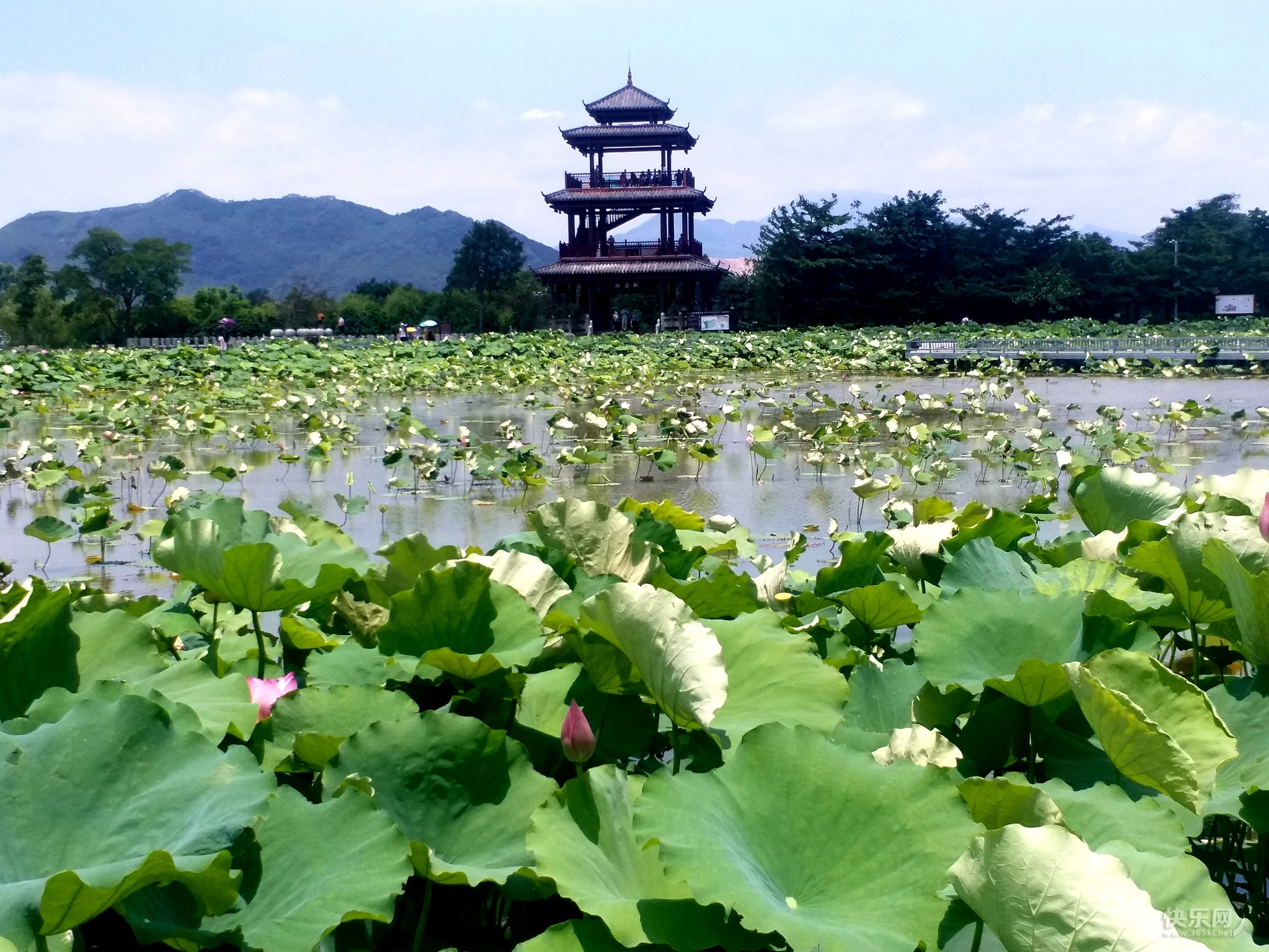 荷美覃塘景区