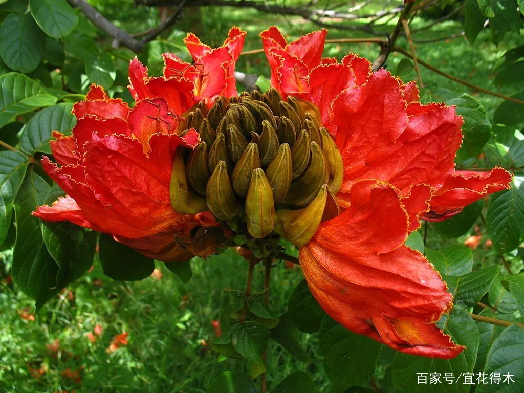 观赏树种｜来自非洲的火焰树，火红热烈，堪比英雄花木棉树_百科TA说