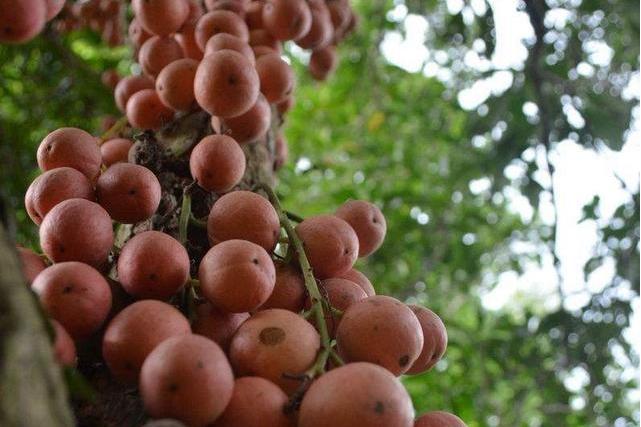 多脉木奶果(新拟)