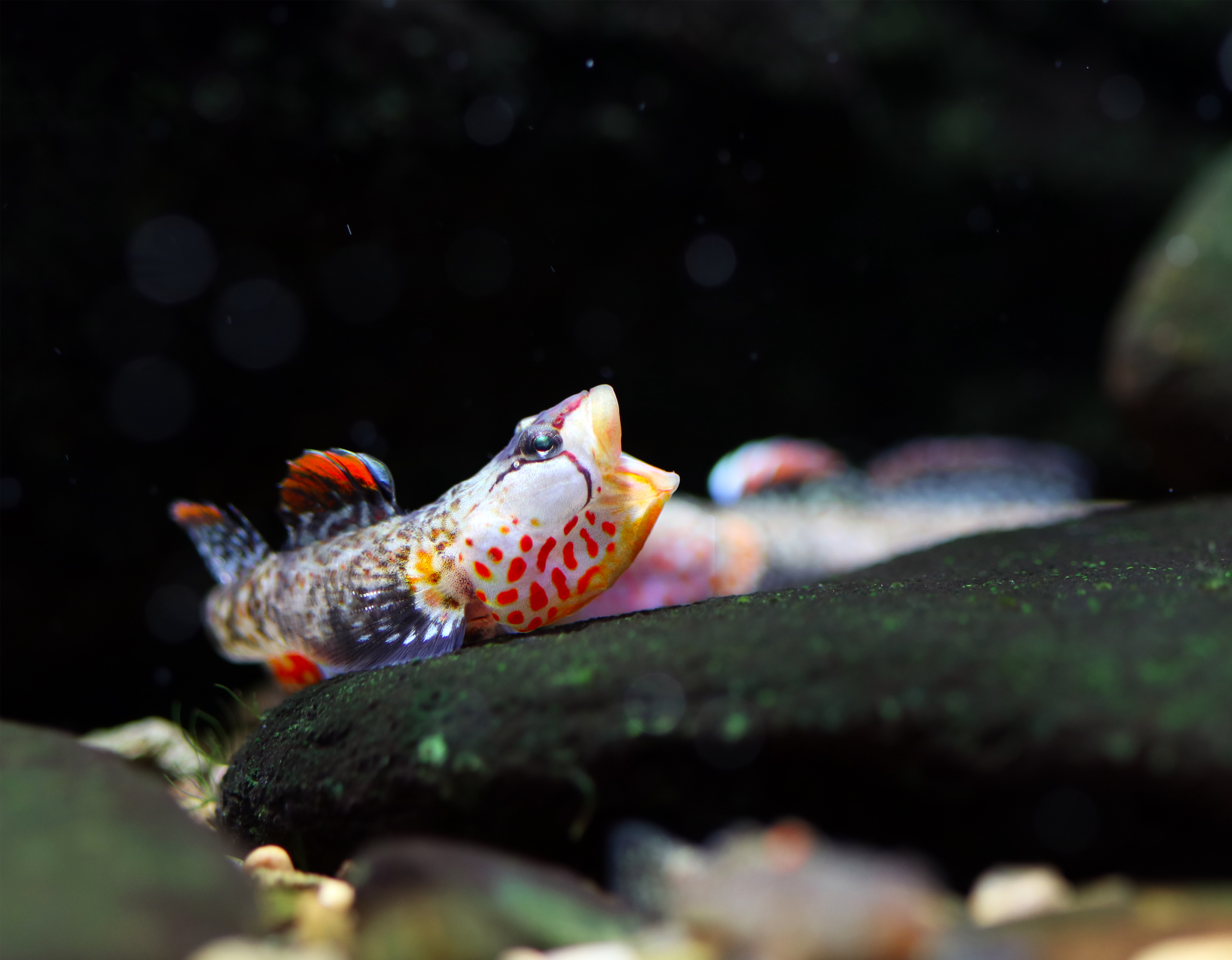 湖南蓝喉黄唇虾虎鱼