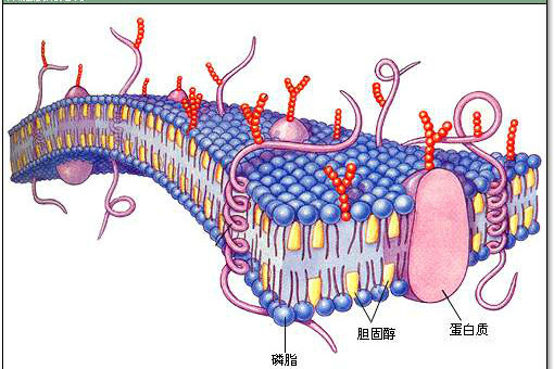 cell membrane