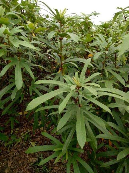 七指毛桃根