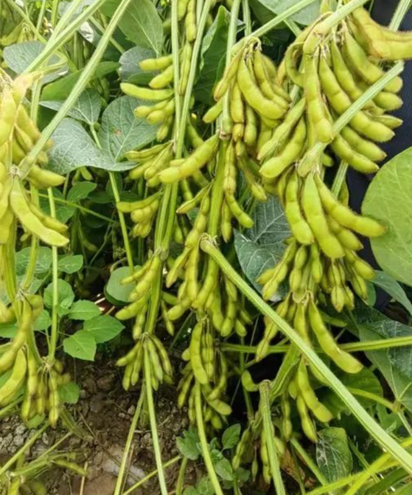  p>新振豆1号是新疆农垦科学院作物所育种创新团队以新大豆8号(98