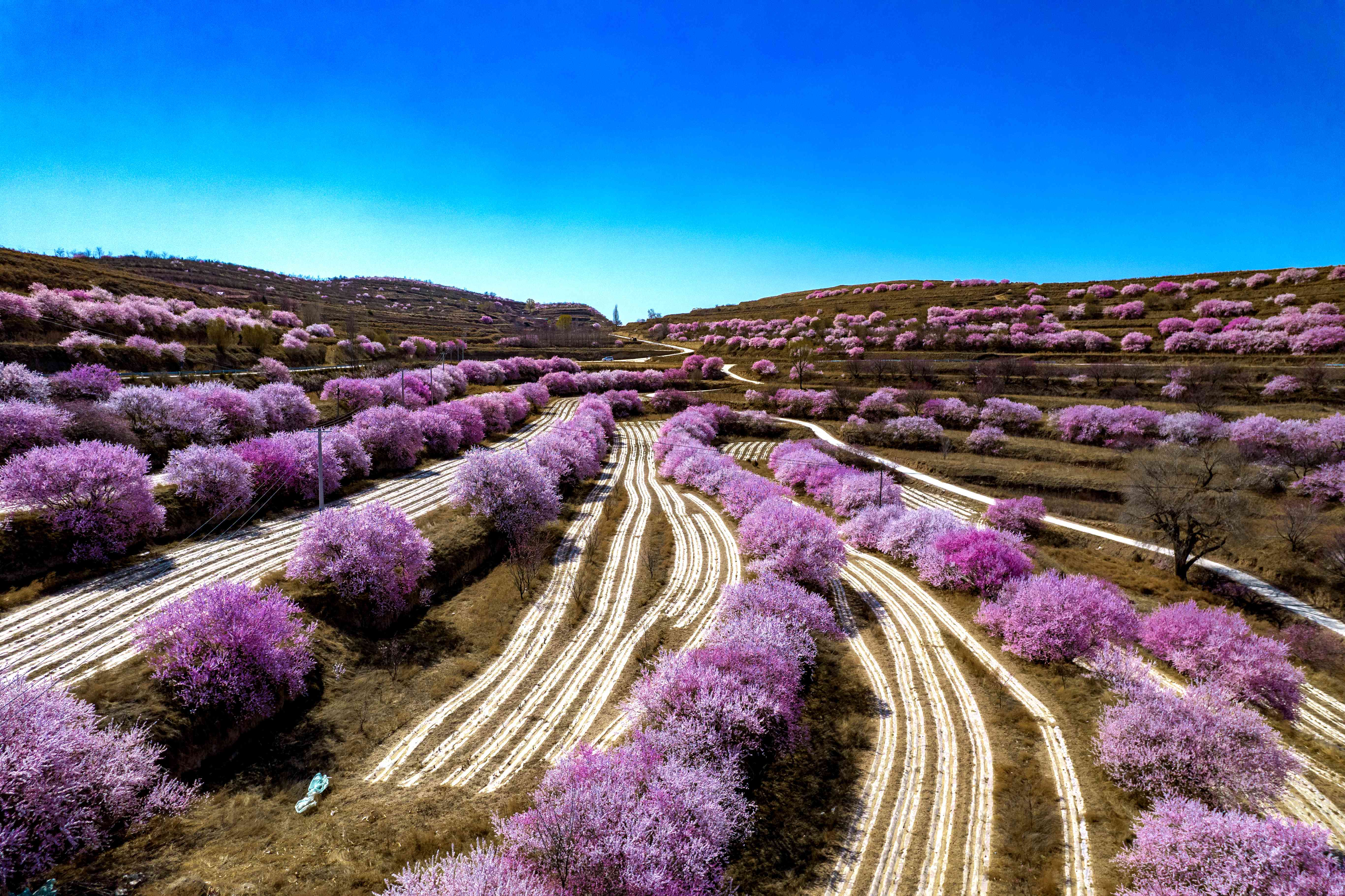 宁夏彭阳山花旅游节