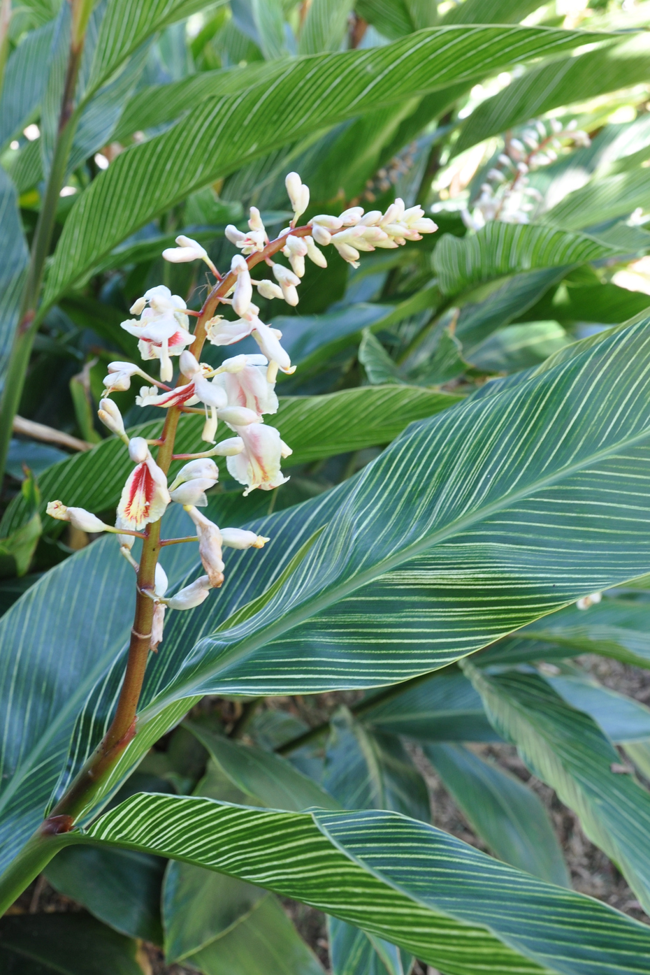 是姜科,山姜属植物.多年生草本,具根状茎;株高1-2(3.5)米.
