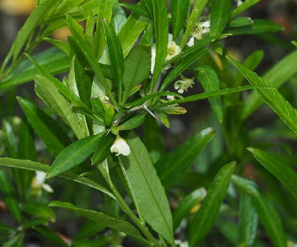 是蔷薇科扁核木属植物,灌木,高1-2米;老枝紫褐色,树皮光滑;小枝灰