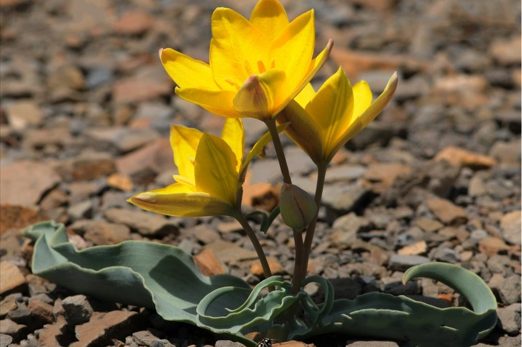 mao i>) /i>是百合科,郁金香属多年生 a target="_blank" href="