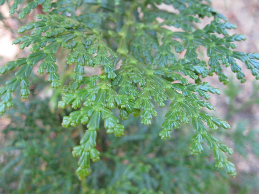  p>岩生翠柏(学名: i>calocedrus rupestris /i> aver. & al.