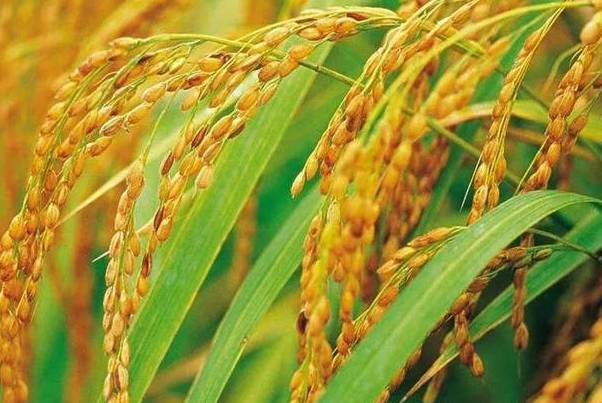  p>神农优228是一个籼型三系杂交水稻, a target="_blank" href="