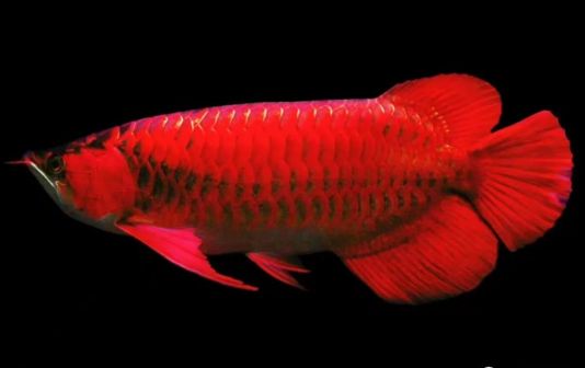 红龙鱼