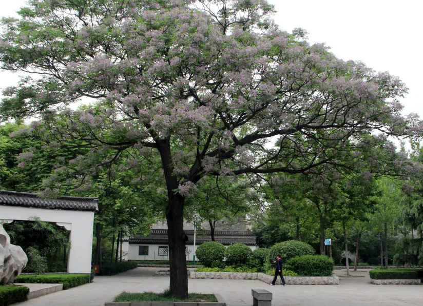 被文学遗忘的栾树却艳丽着世人疲累的心_百科TA说