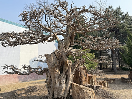国家植物园 凯西娘娘/摄