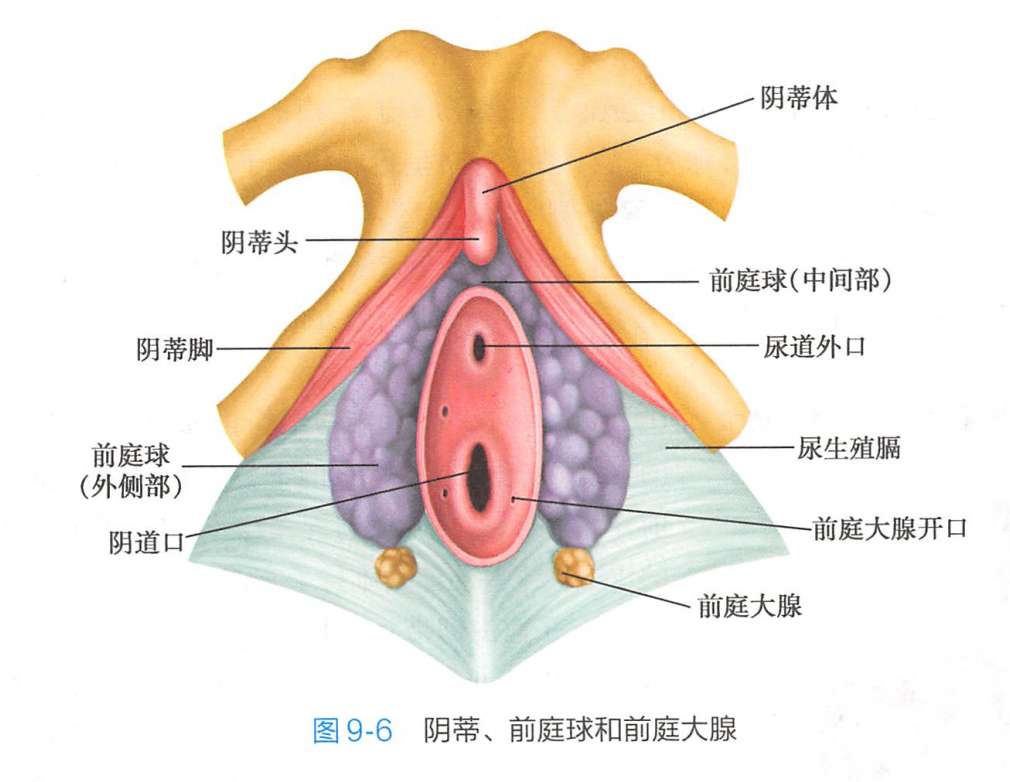 前庭大腺