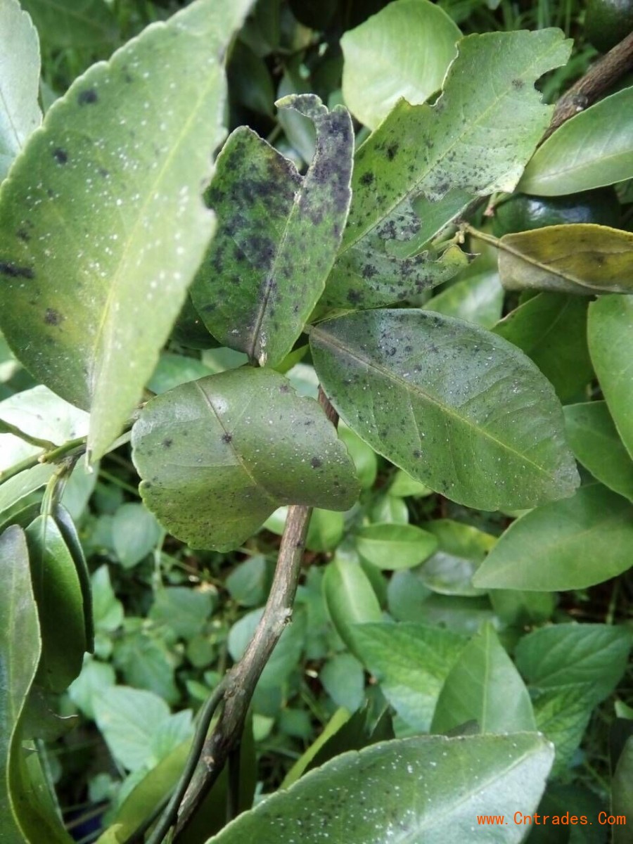  p>柑橘煤烟病又称柑橘煤污病,柑橘霉污病,柑橘煤病,是由柑橘煤炱,刺