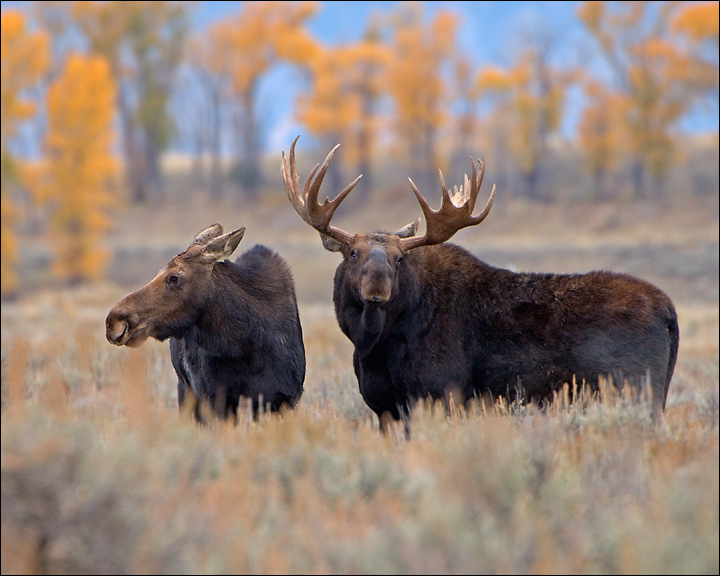  p>黄石驼鹿(学名: i>alces alces shirasi /i>):是鹿科,驼鹿属动物