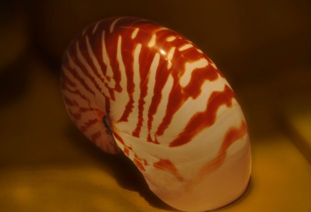  p>珍珠鹦鹉螺, i>nautilus pompilius /i> (linnaeus, 1758), a href