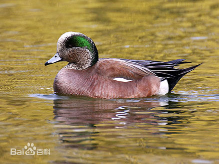  p>绿眉鸭(学名: i>anas americana /i>)属河鸭,又称 a href="#" data