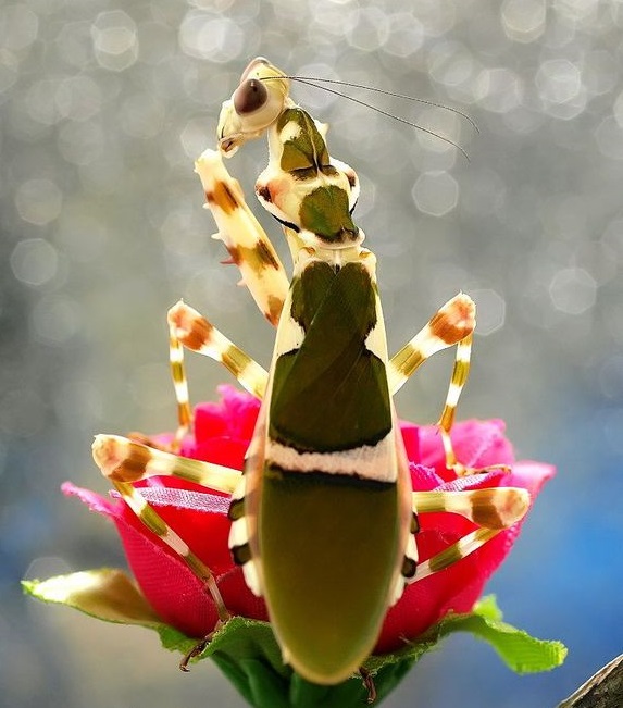  p>中华弧纹螳雄体长26mm,达翅端31mm; 前胸背长4mm,宽3.