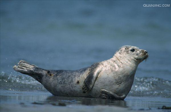 海豹