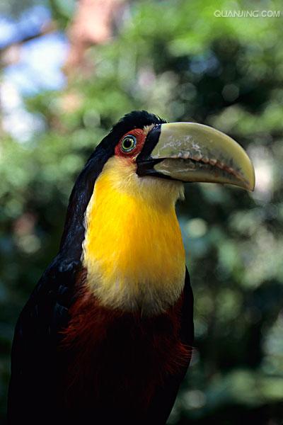  p>红胸巨嘴鸟(学名:ramphastos dicolorus )是中型 a href="#" data