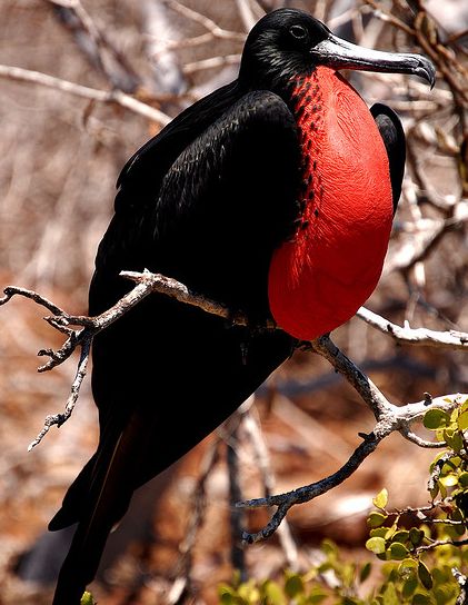  p>丽色军舰鸟(学名: i>fregata magnificens 