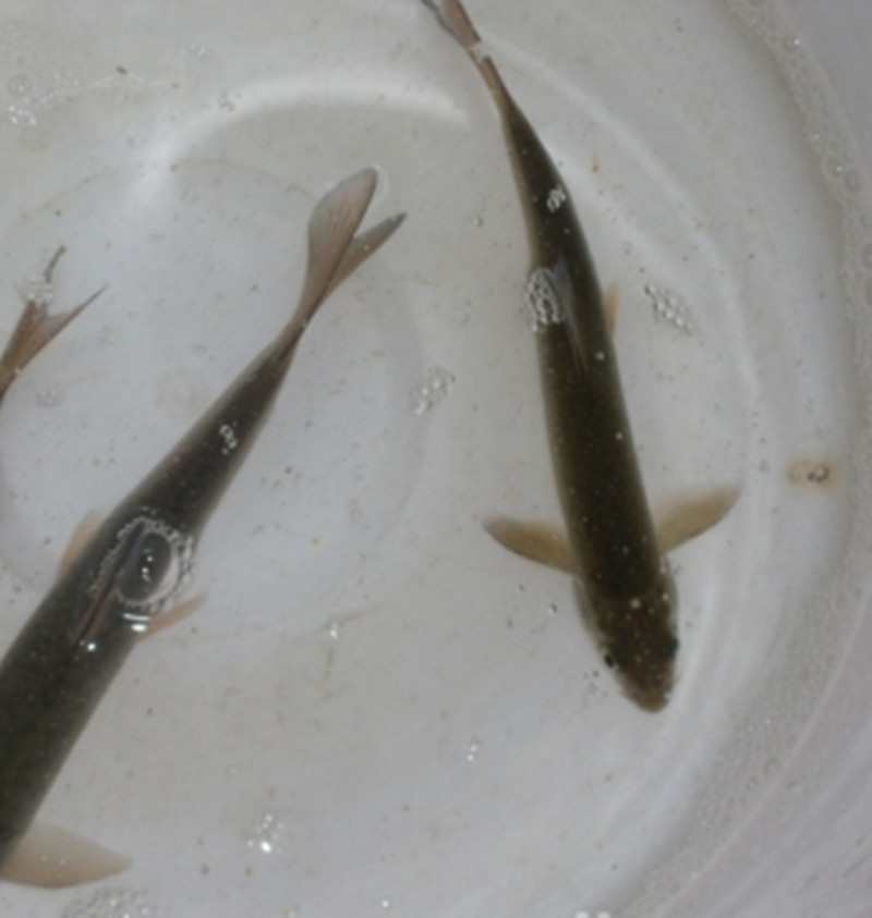  p> a href="#"> /a> /p> p>泉水鱼, i>semilabeo prochilus  /i>