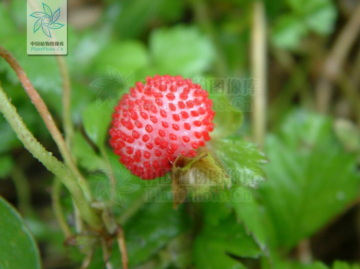 duchesnea chrysantha