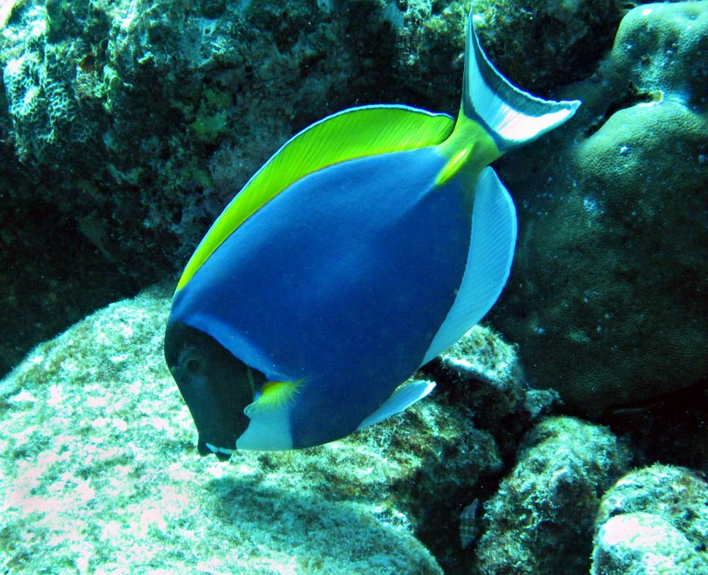 刺尾鱼科