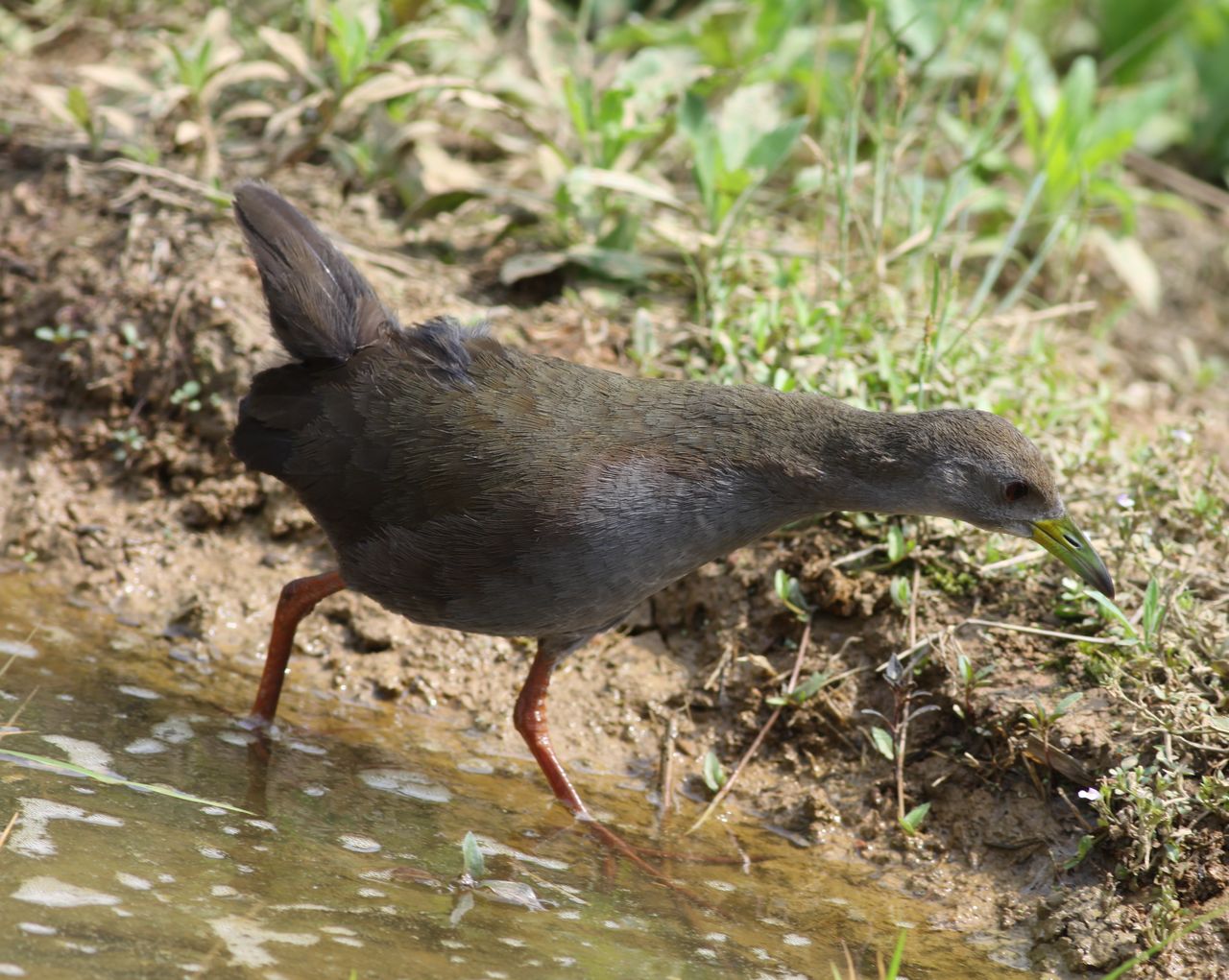 形目 /a> a target="_blank" href="/item/秧鸡科">秧鸡科 /a>的一属