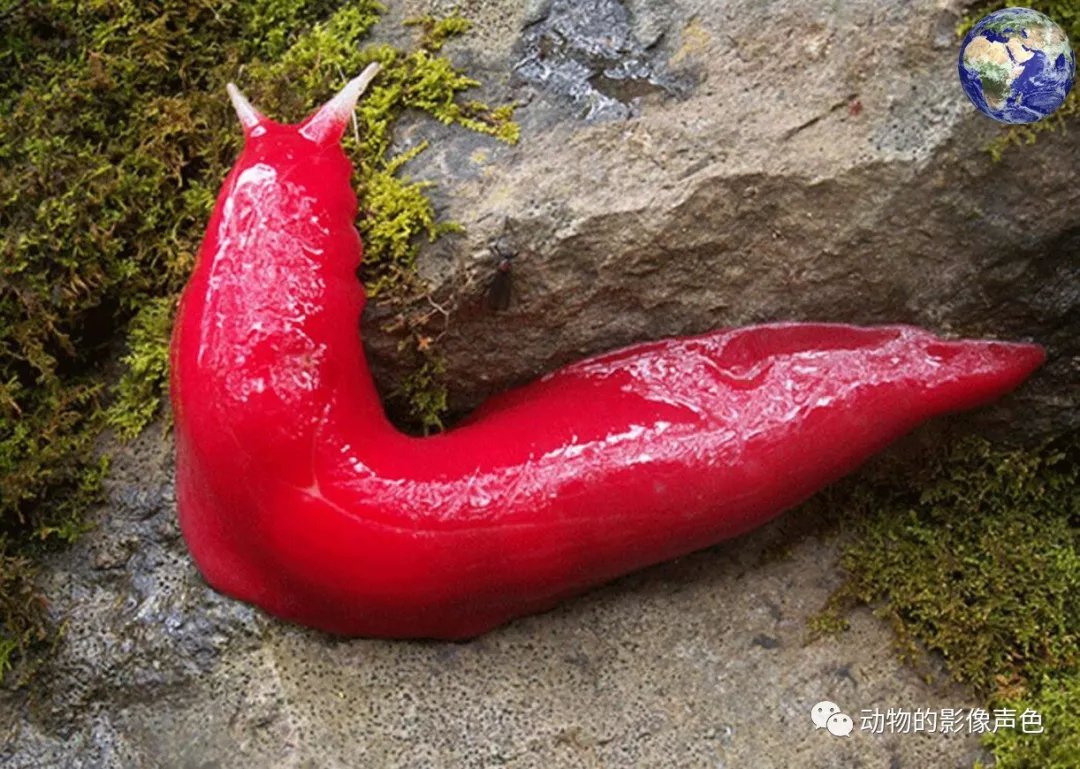 卡布塔红蛞蝓 这回你们还有人问能不能吃吗 百科ta说