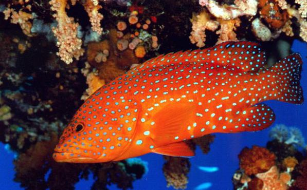  p>红石斑鱼是石斑鱼的一种,又叫颌斑石斑鱼,英文名dungat grouper.